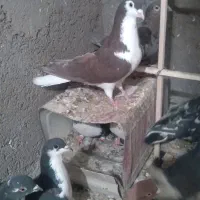 کفتر|پرنده|اسفراین, |دیوار