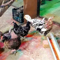 تخم مرغ نطفه دار گلین|حیوانات مزرعه|خمینیشهر, |دیوار