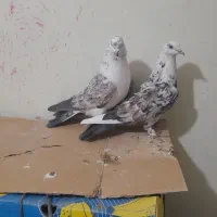 کبوتر پرنده پرشی