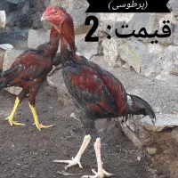 انواع جوجه لاری و خروس (نمین)|حیوانات مزرعه|اردبیل, |دیوار