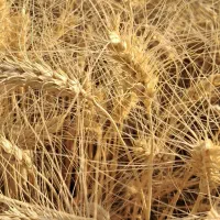 اجاره ۳هکتار زمین کشاورزی آبی