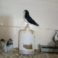 کفتر بهبونی وشهری|پرنده|شیراز, کیان آباد|دیوار