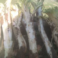 گیاهان بهار ی