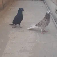 دو عدد دم سفید