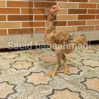 خروس لاری|حیوانات مزرعه|اندیمشک, |دیوار