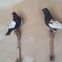 کفتر کبوتر سینه و شهری