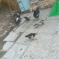 جوجه مرغ