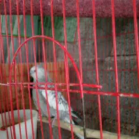 جفت مولد عروس هلندی|پرنده|خرم‌آباد (تنکابن), |دیوار