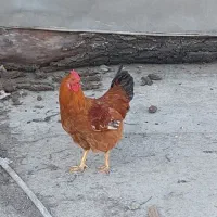 خروس محلی|حیوانات مزرعه|رشت, دیانتی|دیوار