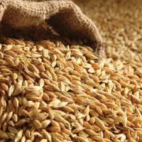 انواع بذر گندم و جو|خدمات باغبانی و درختکاری|آق قلا, |دیوار