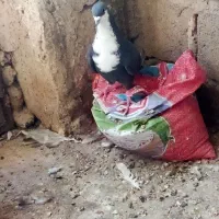 کفتر زاغ ریش