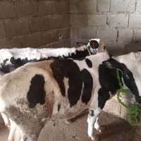 فرو ش دوراس.گاو.نر|حیوانات مزرعه|املش, |دیوار