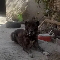نژاد افغان|سگ|شاهرود, |دیوار