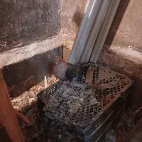 کبوتر رنگی|پرنده|سبزوار, جهاد کشاورزی|دیوار