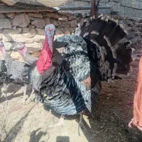 بوقلمون|پرنده|خزل, |دیوار