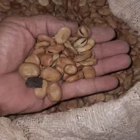 باقلا بذر فیز کشت۱۴۰۴|خوردنی و آشامیدنی|جلین, |دیوار