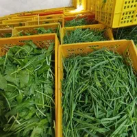 سبزی آماده و پاک شده برای مراکز غذایی