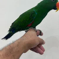 طوطی اکلکتوس