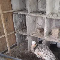 طاووس خوشگل