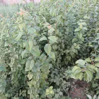 تولیدی و نهالستان محمد|خدمات باغبانی و درختکاری|اصفهان, محمودیه|دیوار