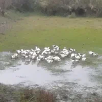 سلام واحترام چهارتاغازمحلی چاق