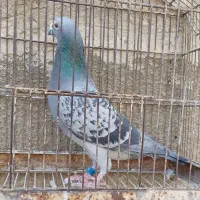 سار و آلمانی