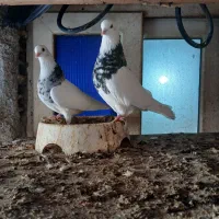 طوقی و کله ای|پرنده|بندر ماهشهر, |دیوار