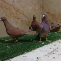 کفتر|پرنده|یزد, |دیوار