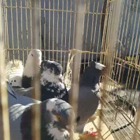 کبوتر پرشی آمپر 100تا|پرنده|تاتار علیا, |دیوار