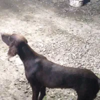 سگ شکاری|سگ|رشت, پیرکلاچای|دیوار