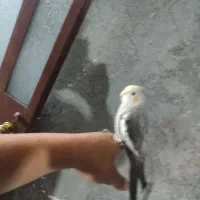 عروس هلندی