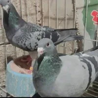 گم شده