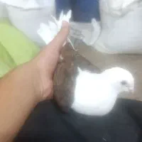 یک عدد کبوتر دوکت خوشگل|پرنده|جهرم, |دیوار