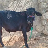 گاو و گوساله|حیوانات مزرعه|اسیر, |دیوار