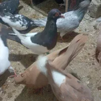 فروش تعدادی کبوتر