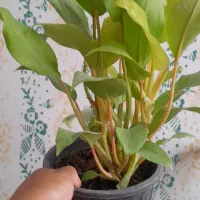 گلها سالم و سرحال موقعیت کاشمر چهارده معصوم