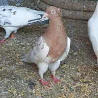 زاغ شاه بال سفید/کله زرد|پرنده|بندرعباس, |دیوار