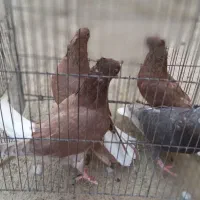 کبوتر دمسفید|پرنده|میبد, |دیوار