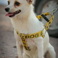 سگ،توله|سگ|رفسنجان, |دیوار