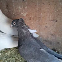 کبوتر الوان و لوتی و تهرانی هوا خور|پرنده|صوفیان, |دیوار