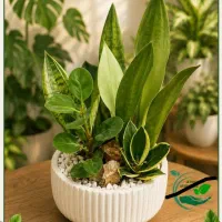 دیش گاردن ماندگار باکس گل طبیعی
