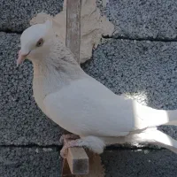 ماده طوقی|پرنده|جهرم, |دیوار