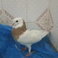 کبوتر صوقی زرد