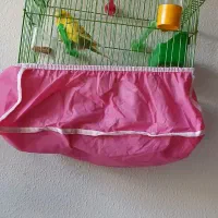 مرغ عشق ۸ ما هه ماده زیبا و خوش رنگ|پرنده|شاهین‌شهر, شهرک گلدیس|دیوار