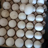 تخم بوقلمون