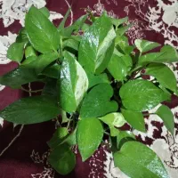 گُل پتوس