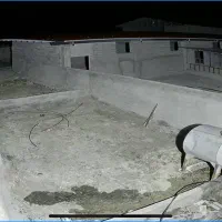 دوربین مداربسته|دوربین مداربسته|پرند, فاز ۲|دیوار