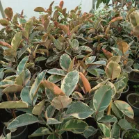 انواع گل آپارتمانی|گل و گیاه طبیعی|ارطه, |دیوار