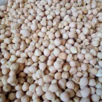 فروش نخود لپه محلی