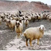 بره و گوسفند زنده با هر وزنی با سلاخ درب منزل شما|حیوانات مزرعه|گرگان, |دیوار